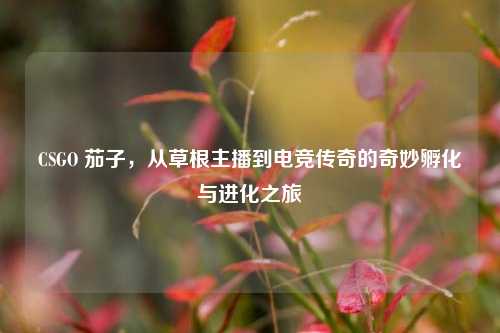 CSGO 茄子，从草根主播到电竞传奇的奇妙孵化与进化之旅
